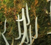 Rebozuelos y otros - familia Hydnaceae - Bioexploradores