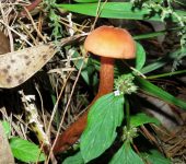 Agaricales, Hydnangiaceae - Bioexploradores