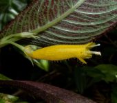 Columnea sp. 1 Columnea sp. 1 (Lamiales, Gesneriaceae) - Bioexploradores