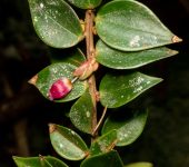 Sphyrospermum sp. 2 Sphyrospermum sp. 2 (Ericales, Ericaceae) - Bioexploradores