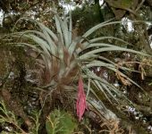 Tillandsia sp. 1 (Poales, Bromeliaceae) - Bioexploradores