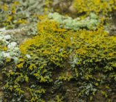 Hypotrachyna sp. Hypotrachyna sp. (Lecanorales, Parmeliaceae) - Bioexploradores
