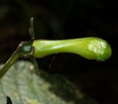 Burmeistera sp. 1 Burmeistera sp. 1 (Asterales, Campanulaceae) - Bioexploradores