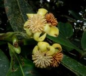 Clusia sp. 2 Chagualo / Clusia sp. 2 (Malpighiales, Clusiaceae) - Bioexplorad