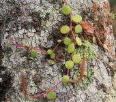 Peperomia sp. 1 Congona / Peperomia sp. 1 (Piperales, Piperaceae) - Bioexplorado