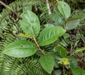 Palo curtidor / Hieronyma sp. (Malpighiales, Phyllanthaceae) - B