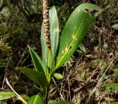Stenospermation sp. 2 (Alismatales, Araceae) - Bioexploradores
