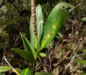 Stenospermation sp. 2 (Alismatales, Araceae) - Bioexploradores