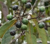 Aguacatillo de monte / Persea sp. 1 (Laurales, Lauraceae) - Bioe