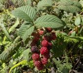 Mora silvestre / Rubus sp. 1 (Rosales, Rosaceae) - Bioexplorador