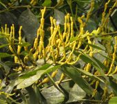 Matapalo / Dendrophthora sp. (Santalales, Santalaceae) - Bioexpl