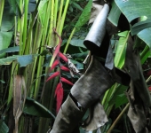 Heliconia / Heliconia sp. 5 (Zingiberales, Heliconiaceae) - Bioe