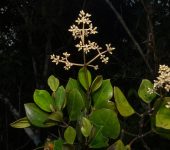 Graffenrieda sp. (Myrtales, Melastomataceae) - Bioexploradores