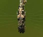 Ara.a alineadora de desechos / Cyclosa sp. 2 (Araneae, Araneidae