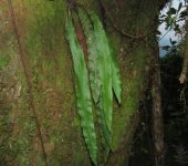 Helecho lengua de venado / Elaphoglossum sp. 1 (Polypodiales, Dr