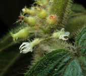 Nigüito / Miconia sp. 1 (Myrtales, Melastomataceae) - Bioexploradores