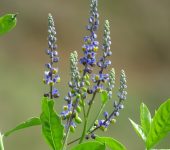 Tinto / Monnina sp. 2 (Fabales, Polygalaceae) - Bioexploradores
