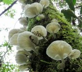 Pleurotus sp. 2 Orellana / Pleurotus sp. 2 (Agaricales, Pleurotaceae) - Bioexplo