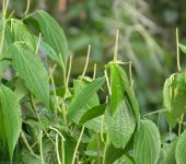 Piper sp. 2 Pipilongo / Piper sp. 2 (Piperales, Piperaceae) - Bioexploradore