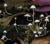 Mycena sp. 2 Hongo bonete / Mycena sp. 2 (Agaricales, Mycenaceae) - Bioexplor