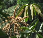 Sciodaphyllum sp. 1 Pategallina / Sciodaphyllum sp. 1 (Apiales, Araliaceae) - Bioexp