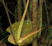 Anturio / Anthurium sp. 2 (Alismatales, Araceae) - Bioexplorador