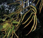 Salpichlaena sp. Salpichlaena sp. (Polypodiales, Blechnaceae) - Bioexploradores