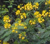 Retama / Senna sp. (Fabales, Fabaceae) - Bioexploradores