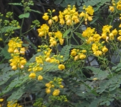 Retama / Senna sp. (Fabales, Fabaceae) - Bioexploradores