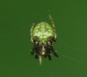 Ara.a tejedora jorobada / Eustala sp. (Araneae, Araneidae) - Bio