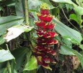 Ca.a agria / Costus sp. (Zingiberales, Costaceae) - Bioexplorado
