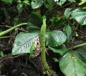 Anturio / Anthurium sp. 4 (Alismatales, Araceae) - Bioexplorador
