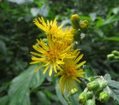 Munnozia sp. 1 (Asterales, Asteraceae) - Bioexploradores