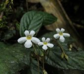 Reldia sp. Reldia sp. (Lamiales, Gesneriaceae) - Bioexploradores