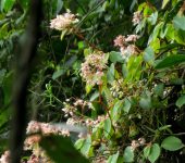 Begonia sp. 3 Begonia / Begonia sp. 3 (Cucurbitales, Begoniaceae) - Bioexplora