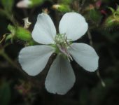 Sanjuanito / Chaetogastra sp. 1 (Myrtales, Melastomataceae) - Bi