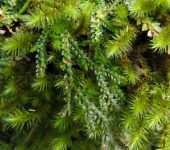 Doradilla / Selaginella sp. 5 (Selaginellales, Selaginellaceae) - Bioexploradores