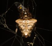 Verrucosa sp. 2 (Araneae, Araneidae) - Bioexploradores