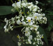 Begonia sp. 4 Begonia / Begonia sp. 4 (Cucurbitales, Begoniaceae) - Bioexplora