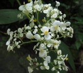 Begonia / Begonia sp. 4 (Cucurbitales, Begoniaceae) - Bioexplora