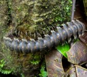 Barydesmus sp. (Polydesmida, Platyrhacidae) - Bioexploradores