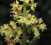 Nigüito / Miconia sp. 3 (Myrtales, Melastomataceae) - Bioexploradores