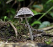 Coprinopsis sp. (Agaricales, Psathyrellaceae) - Bioexploradores