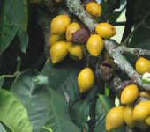 Garcinia sp. Madro.o / Garcinia sp. (Malpighiales, Clusiaceae) - Bioexplorado