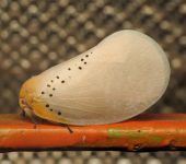 Poekilloptera sp. (Hemiptera, Flatidae) - Bioexploradores