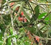 Psammisia sp. Uvo de monte / Psammisia sp. (Ericales, Ericaceae) - Bioexplorad