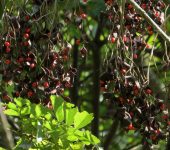 Chocho / Ormosia sp. 1 (Fabales, Fabaceae) - Bioexploradores