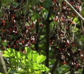 Chocho / Ormosia sp. 1 (Fabales, Fabaceae) - Bioexploradores
