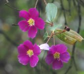 Sietecueros / Andesanthus sp. (Myrtales, Melastomataceae) - Bioe