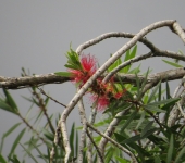 Limpiabotella / Melaleuca sp. 1 (Myrtales, Myrtaceae) - Bioexplo